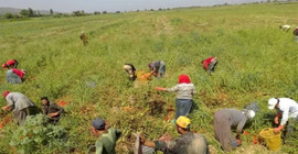 Tarlayı ilaçlarken Suriyeli tarım işçilerini zehirlediler
