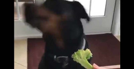 Ağzının tadını bilen köpek