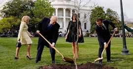Macron ile Trump'ın Beyaz Saray'da diktiği fidan kayboldu