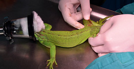 İguana 'Abidin'e hassas operasyon