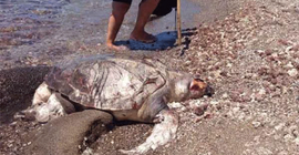Ölü caretta carettanın midesinden plastik atıklar çıktı
