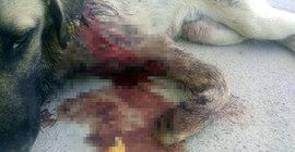 Yaralı köpeğin vücudundan 145 saçma çıkarıldı