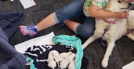 Köpek Ellie havalimanında 8 yavru doğurdu