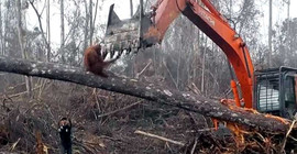 Orangutan vahşi insana karşı