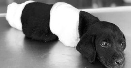 Yavru köpeğin ölümüyle ilgili gözaltına alınan kepçe operatörü serbest