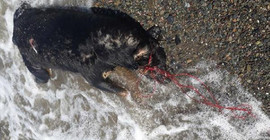 Sahilde iple bağlanmış ölü köpek bulundu