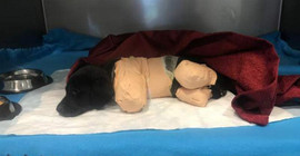 Yavru köpeğin ölümüyle suçlanan operatör tutuklandı
