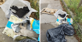 Sakarya'da 5 yavru köpek ölü bulundu