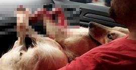 Köpeği öldüren müezzin gözaltına alındı