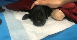 Veteriner: Yavru köpeğe uygulanan şiddet insan işi