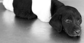 Yavru köpeğin ölümüyle ilgili tutuklanan operatöre tahliye