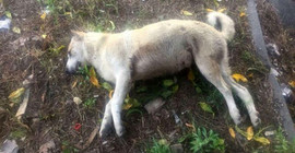 Isparta'da av tüfekli katliam: 4 köpek öldürüldü, 3 yavru yoğun bakımda