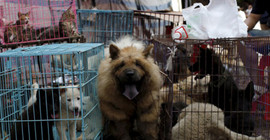 Kedi ve köpek eti yemek artık yasak
