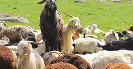İran Şemdinli sınırında 4 çobanı gözaltına aldı