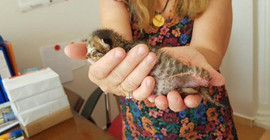 Bacağı koparılmış yavru kedi bulundu