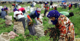 3 ayda 150 tarım işçisi hayatını kaybetti