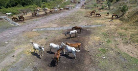 Beykoz'da bekletilen atlar şehir dışına götürülecek