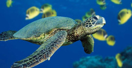 Caretta Caretta'lardan tespih yapıp satıyorlar