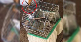 Eve giren yılan kafesteki muhabbet kuşunu yedi