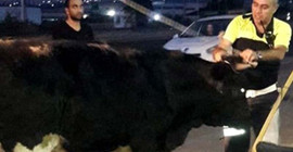 Arabadan 400 kiloluk dana çıktı