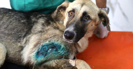Silahla vurulan köpeğe platin takıldı