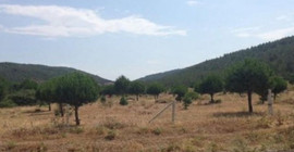 Kınık'taki zeytinliğe maden ocağı onayı
