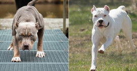 Pitbull ve dogo cinsi köpek besleyenlere ceza