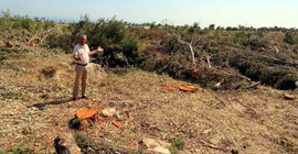 Mersin'de hazine arazisindeki ağaçları kestiler