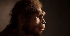 Homo Erectus’un yok olmasında tembellik rol oynadı