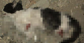 Bursa'da vahşet: Kedinin bacaklarını keserek öldürdüler