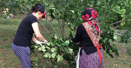 Ordu’da yaşanan sel fındığın fiyatını artırdı