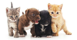 İngiltere 'pet shop'ta kedi ve köpek yavrusu satışını yasaklıyor