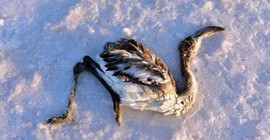 'Tuz Gölü, flamingo mezarlığına dönüşmüş'