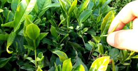 Hasat başladı, kilosu 4 bin lira