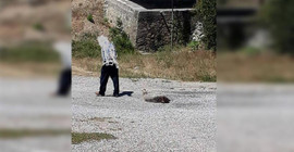 Vurduğu boz ayı yavrusunu yolda sürükledi