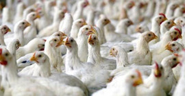 Garanti Bankası, Şeker Piliç'in fabrikasına el koydu