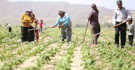 Çiftçinin elektrik ve su borcu tarımsal destekten kesilecek