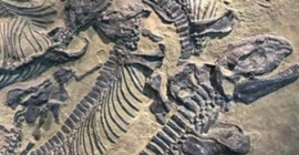 130 milyon yıllık dinozor fosili bulundu