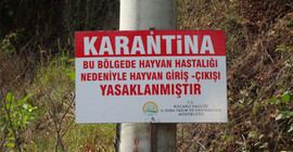 Gölcük'te şarbon karantinası