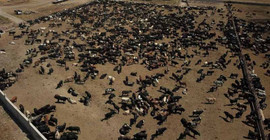 Bir ilde daha şarbon alarmı: 2 mahalle karantinada