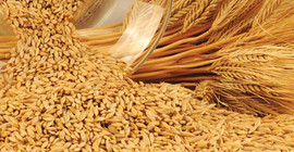 Buğdaydan sonra arpa da ithal edilecek