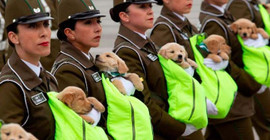 Askeri geçit töreninde yavru köpekler rol çaldı