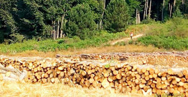 Uludağ Milli Parkı içinde ağaç kıyımı