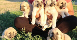 8 yavru Kangal İtalya'ya gidiyor