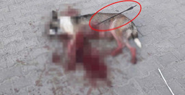 Sokak köpeğini okla vurarak öldürdüler