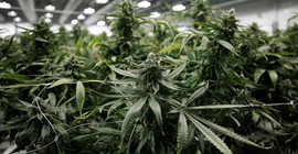 Depresif hayvanlara marihuana tedavisi
