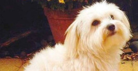 Boşanma davasında köpeğe aylık 200 lira nafaka