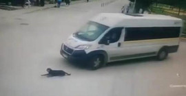 Köpeği ezdi, durup bakmadı bile