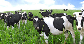 Dövizdeki artış hayvancılığı çıkmaza soktu