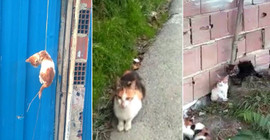 Yavru kediyi temizlik işçileri kurtardı